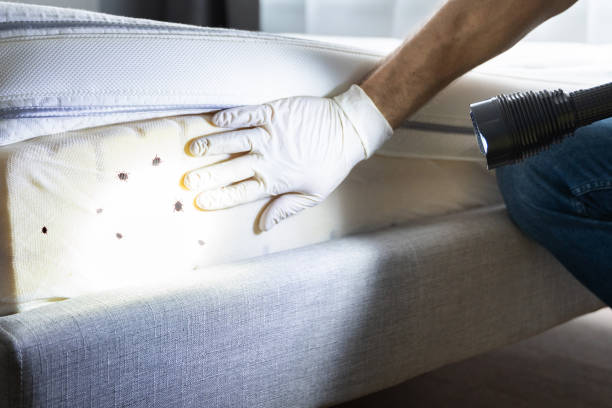 Best Insect Control  in Ladera Ranch, CA