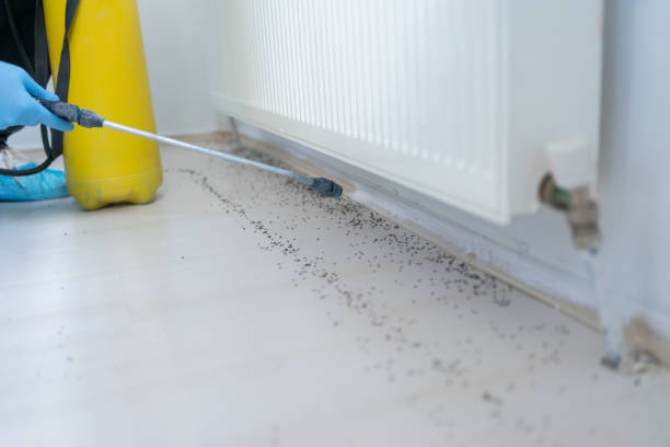 Reliable Ladera Ranch, CA Pest Control Solutions