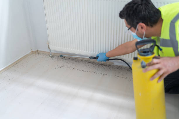 Flea Control Services in Ladera Ranch, CA