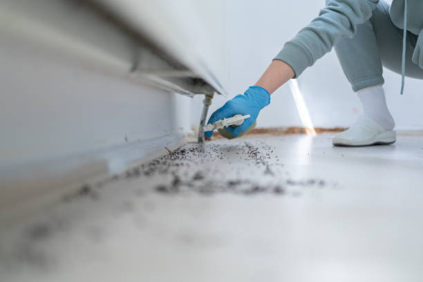 Best Wasp Removal Services  in Ladera Ranch, CA